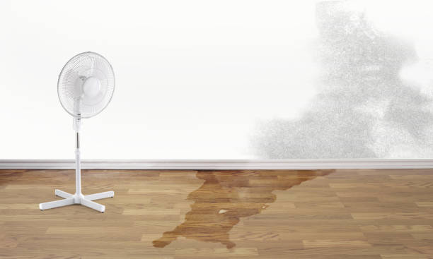 Best Carpet water damage restoration  in Plantsville, CT