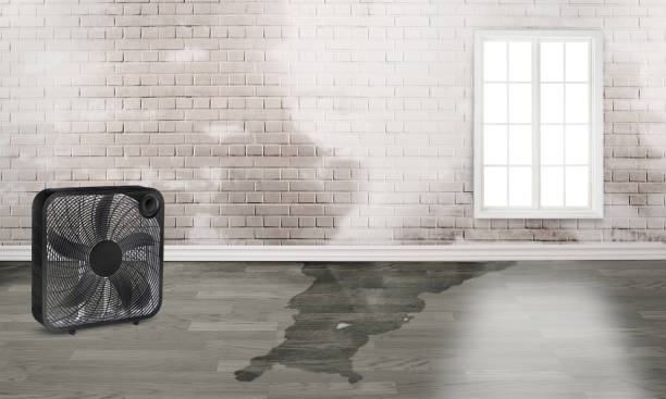 Best Water damage cleanup near me  in Plantsville, CT